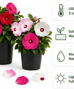 Set of 2 Mixed Color Hibiscus Live Plants, Tropical Flowering Garden, 4-6 Inch Tall - Image 4
