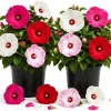 Set of 2 Mixed Color Hibiscus Live Plants, Tropical Flowering Garden, 4-6 Inch Tall - Image 1