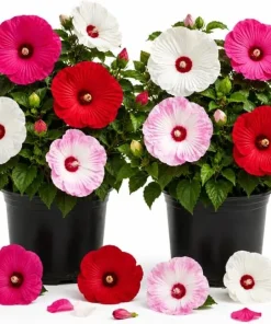 Set of 2 Mixed Color Hibiscus Live Plants, Tropical Flowering Garden, 4-6 Inch Tall - Image 1