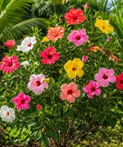 Set of 2 Mixed Hardy Hibiscus Live Plants, 4-7 Inches Tall, Perennial Flowering Shrubs, Outdoor Gardens - Image 2