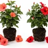 Set of 2 Mixed Hardy Hibiscus Live Plants, 4-7 Inches Tall, Perennial Flowering Shrubs, Outdoor Gardens - Image 1