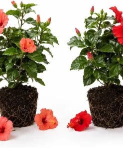 Set of 2 Mixed Hardy Hibiscus Live Plants, 4-7 Inches Tall, Perennial Flowering Shrubs, Outdoor Gardens - Image 1