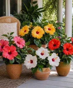 Set of 2 Mixed Hardy Hibiscus Live Plants, 4-7 Inches Tall, Perennial Flowering Shrubs, Outdoor Gardens - Image 6