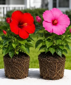 Set of 2 Mixed Hibiscus Live Plants, Hardy Tropical Shrub, 4-8 Inch Tall - Image 1