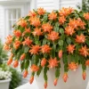Set of 2 Orange Christmas Cactus Live Plants, 4-8 Inch Tall, No Pot - Image 1