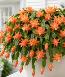 Set of 2 Orange Christmas Cactus Live Plants, 4-8 Inch Tall, No Pot - Image 1