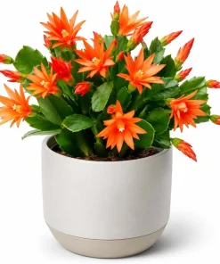 Set of 2 Orange Easter Cactus Live Plants for Planting, 4-8 Inch Tall Houseplants - Image 3
