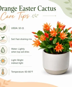 Set of 2 Orange Easter Cactus Live Plants for Planting, 4-8 Inch Tall Houseplants - Image 5