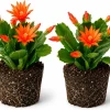 Set of 2 Orange Easter Cactus Live Plants for Planting, 4-8 Inch Tall Houseplants - Image 1
