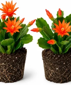 Set of 2 Orange Easter Cactus Live Plants for Planting, 4-8 Inch Tall Houseplants - Image 1