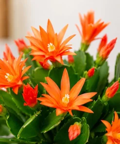 Set of 2 Orange Easter Cactus Live Plants for Planting, 4-8 Inch Tall Houseplants - Image 6