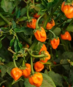 Set of 2 Orange Habanero Pepper Live Plants, Hot Chili Vegetable, 4-6 Inch Tall - Image 2