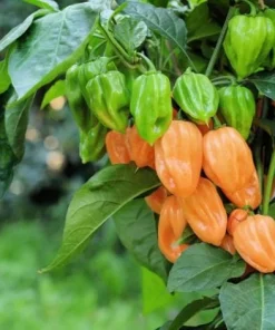 Set of 2 Orange Habanero Pepper Live Plants, Hot Chili Vegetable, 4-6 Inch Tall - Image 3