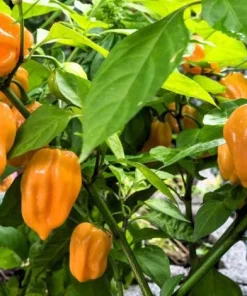 Set of 2 Orange Habanero Pepper Live Plants, Hot Chili Vegetable, 4-6 Inch Tall - Image 4