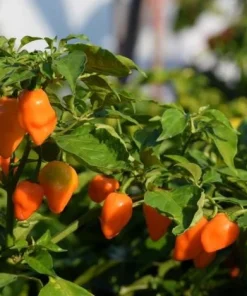 Set of 2 Orange Habanero Pepper Live Plants, Hot Chili Vegetable, 4-6 Inch Tall - Image 5