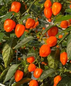 Set of 2 Orange Habanero Pepper Live Plants, Hot Chili Vegetable, 4-6 Inch Tall - Image 6