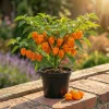 Set of 2 Orange Habanero Pepper Live Plants, Hot Chili Vegetable, 4-6 Inch Tall - Image 1