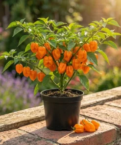 Set of 2 Orange Habanero Pepper Live Plants, Hot Chili Vegetable, 4-6 Inch Tall - Image 1