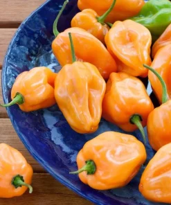 Set of 2 Orange Habanero Pepper Live Plants, Hot Chili Vegetable, 4-6 Inch Tall - Image 7