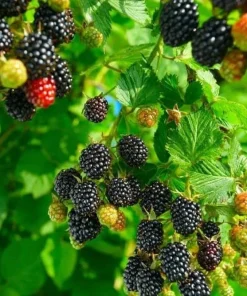 Set of 2 Osage Blackberry Live Plants for Planting, 4-6 Inch Tall Outdoor Fruit Bushes - Image 2