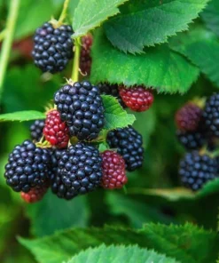 Set of 2 Osage Blackberry Live Plants for Planting, 4-6 Inch Tall Outdoor Fruit Bushes - Image 3