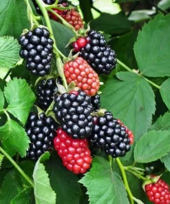 Set of 2 Osage Blackberry Live Plants for Planting, 4-6 Inch Tall Outdoor Fruit Bushes - Image 4