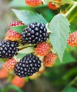 Set of 2 Osage Blackberry Live Plants for Planting, 4-6 Inch Tall Outdoor Fruit Bushes - Image 5