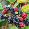 Set of 2 Osage Blackberry Live Plants for Planting, 4-6 Inch Tall Outdoor Fruit Bushes - Image 1