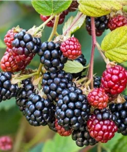 Set of 2 Osage Blackberry Live Plants for Planting, 4-6 Inch Tall Outdoor Fruit Bushes - Image 1