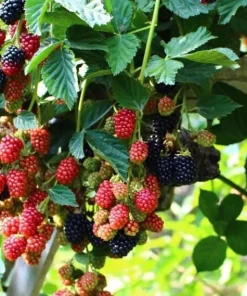 Set of 2 Osage Blackberry Live Plants for Planting, 4-6 Inch Tall Outdoor Fruit Bushes - Image 6
