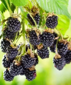Set of 2 Ouachita Blackberry Live Plants for Planting – Thornless Fruit Bushes 4-6 Inch Tall - Image 2