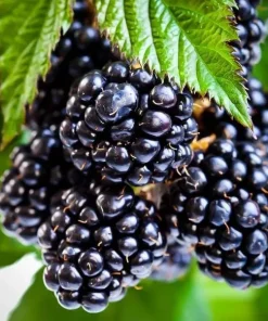Set of 2 Ouachita Blackberry Live Plants for Planting – Thornless Fruit Bushes 4-6 Inch Tall - Image 3