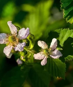 Set of 2 Ouachita Blackberry Live Plants for Planting – Thornless Fruit Bushes 4-6 Inch Tall - Image 4
