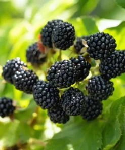 Set of 2 Ouachita Blackberry Live Plants for Planting – Thornless Fruit Bushes 4-6 Inch Tall - Image 5