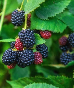 Set of 2 Ouachita Blackberry Live Plants for Planting – Thornless Fruit Bushes 4-6 Inch Tall - Image 6
