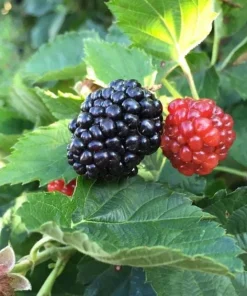 Set of 2 Ouachita Blackberry Live Plants for Planting – Thornless Fruit Bushes 4-6 Inch Tall - Image 7