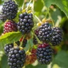 Set of 2 Ouachita Blackberry Live Plants for Planting – Thornless Fruit Bushes 4-6 Inch Tall - Image 1