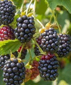 Set of 2 Ouachita Blackberry Live Plants for Planting – Thornless Fruit Bushes 4-6 Inch Tall - Image 1