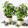 Set of 2 Passiflora Incarnata Maypop Plants Live, Purple Passionflower Vine, Perennial, 4-6 Inch Tall - Image 1