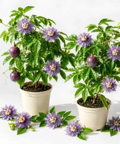 Set of 2 Passiflora Incarnata Maypop Plants Live, Purple Passionflower Vine, Perennial, 4-6 Inch Tall - Image 1