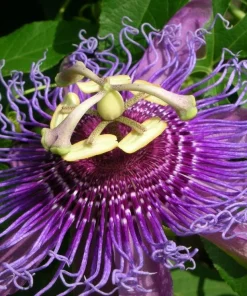 Set of 2 Passiflora Incarnata Maypop Plants Live, Purple Passionflower Vine, Perennial, 4-6 Inch Tall - Image 6