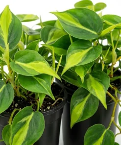 Set of 2 Philodendron Brasil Live Plants – Trailing Houseplant – Variegated Foliage - Image 3