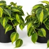 Set of 2 Philodendron Brasil Live Plants – Trailing Houseplant – Variegated Foliage - Image 1