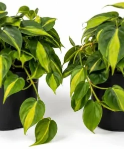 Set of 2 Philodendron Brasil Live Plants – Trailing Houseplant – Variegated Foliage - Image 1