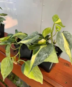 Set of 2 Philodendron Brasil Live Plants – Trailing Houseplant – Variegated Foliage - Image 4