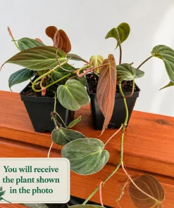 Set of 2 Philodendron Micans Live Plants, Sweetheart Vine, 5-8 Inch Tall, 4 Inch Pot, Indoor - Image 2
