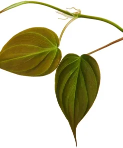 Set of 2 Philodendron Micans Live Plants, Sweetheart Vine, 5-8 Inch Tall, 4 Inch Pot, Indoor - Image 3