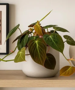 Set of 2 Philodendron Micans Live Plants, Sweetheart Vine, 5-8 Inch Tall, 4 Inch Pot, Indoor - Image 4