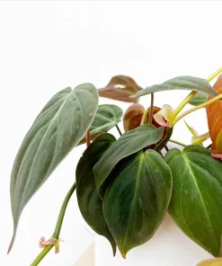 Set of 2 Philodendron Micans Live Plants, Sweetheart Vine, 5-8 Inch Tall, 4 Inch Pot, Indoor - Image 5