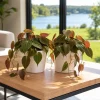 Set of 2 Philodendron Micans Live Plants, Sweetheart Vine, 5-8 Inch Tall, 4 Inch Pot, Indoor - Image 1